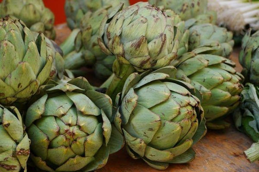 Artichoke Young Plants