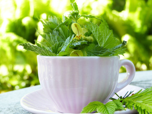 Other Tea Plants Young Plants