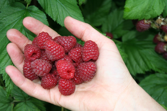 Beeren Jungpflanzen