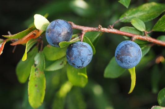 Damson Plum Young Plants
