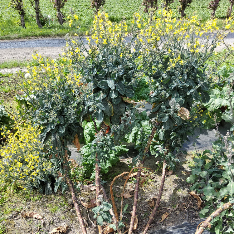 Baumkohl Everkale® 'Palmylilly®'-Jungpflanzen