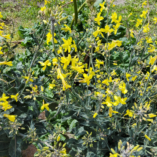 Everkale® 'Palmylilly®'-Jungpflanzen