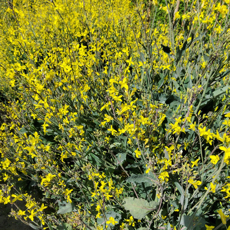 Baumkohl Everkale® 'Running Blush®'-Jungpflanzen