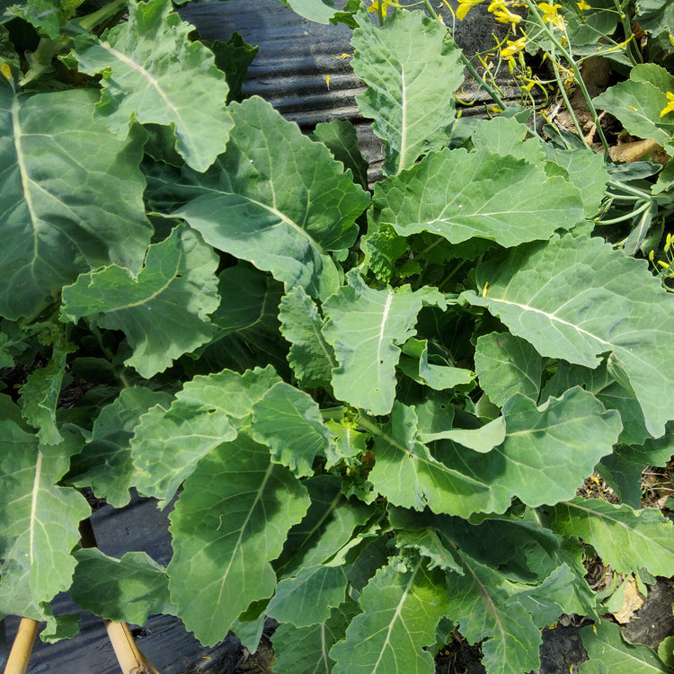 Baumkohl Everkale® 'Greenwave®'-Jungpflanzen