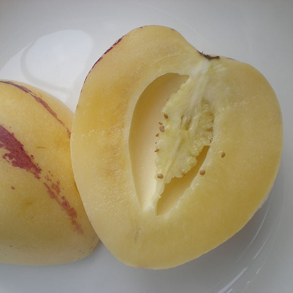 Melon pear 'Pepino' young plants