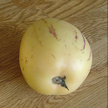 Melon pear 'Pepino' young plants