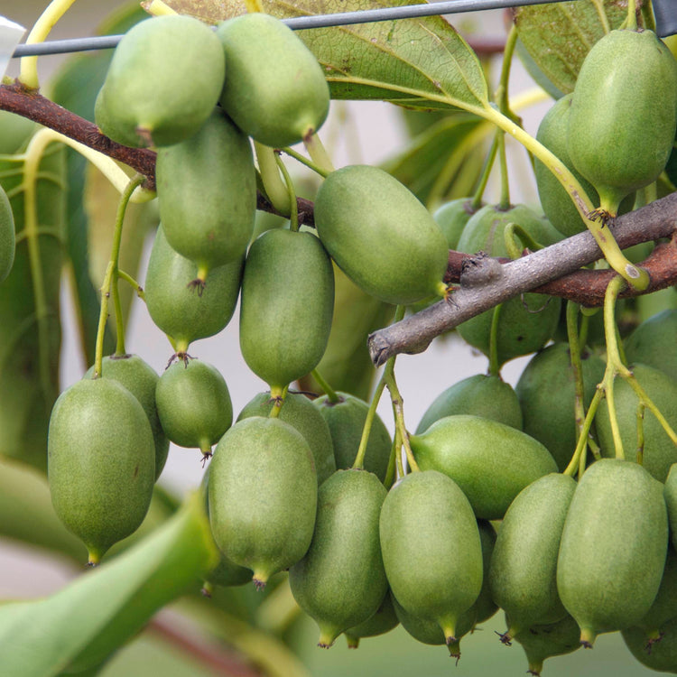 KiwiBerry® Super Issai