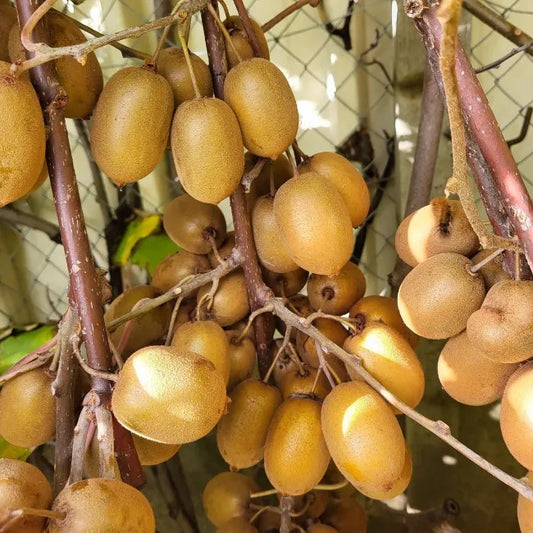 yellow fuzzy kiwi 'Dolce®' (PJK1-PBR-) young plants