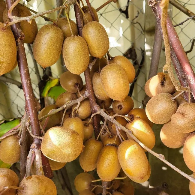 yellow fuzzy kiwi 'Dolce®' (PJK1-PBR-) young plants