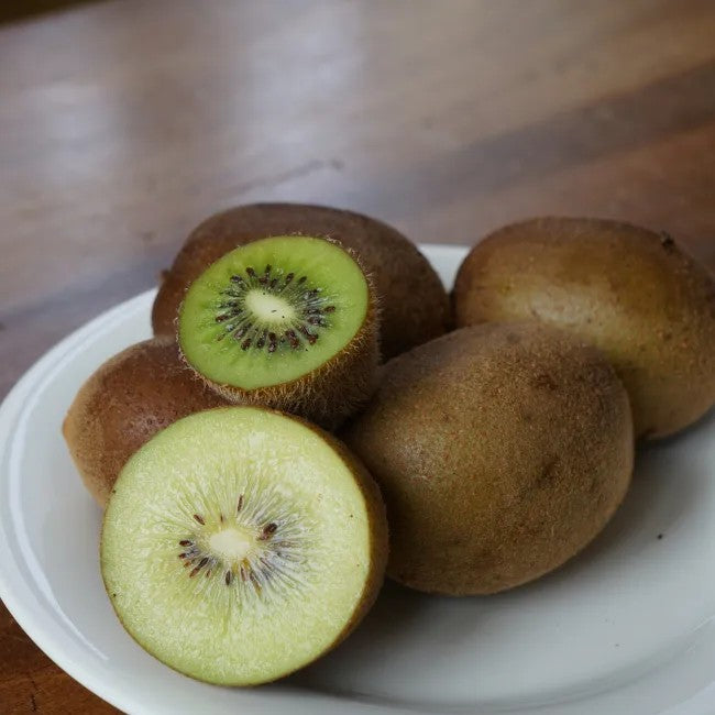 yellow fuzzy kiwi 'Dolce®' (PJK1-PBR-) young plants