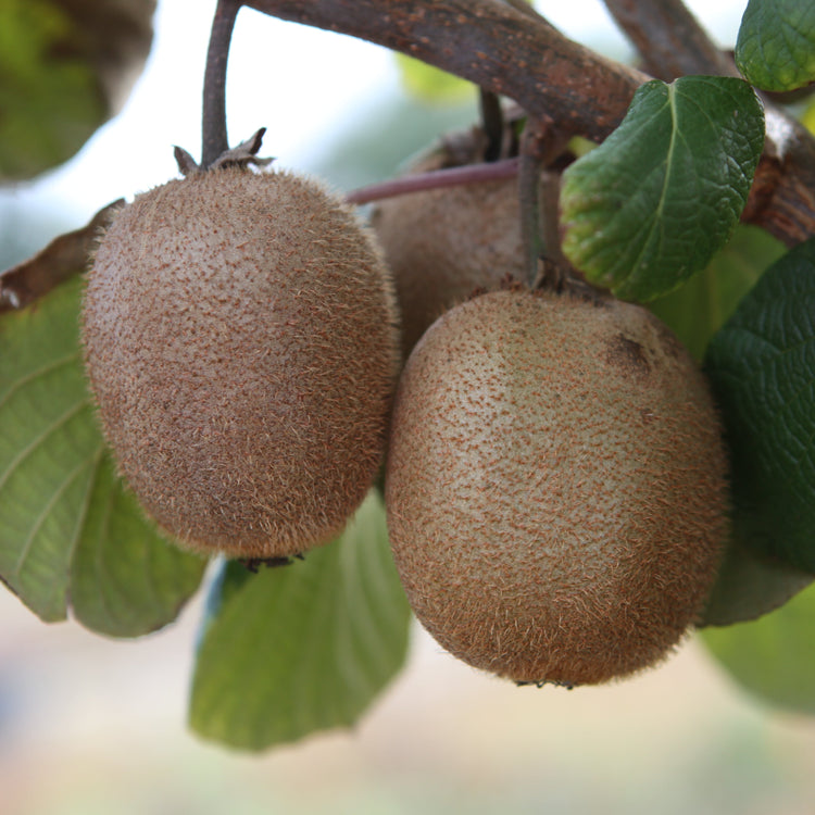 Kiwi Jenny - Jungpflanzen