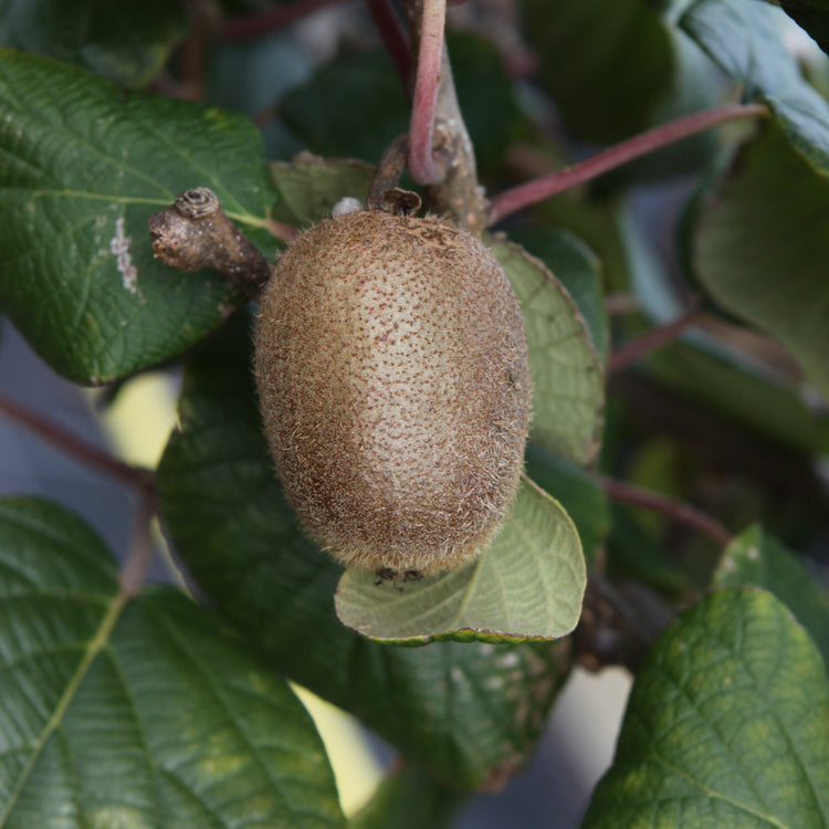 Kiwi Jenny - Jungpflanzen