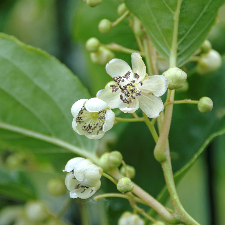 KiwiBerry® Prince Jumbo