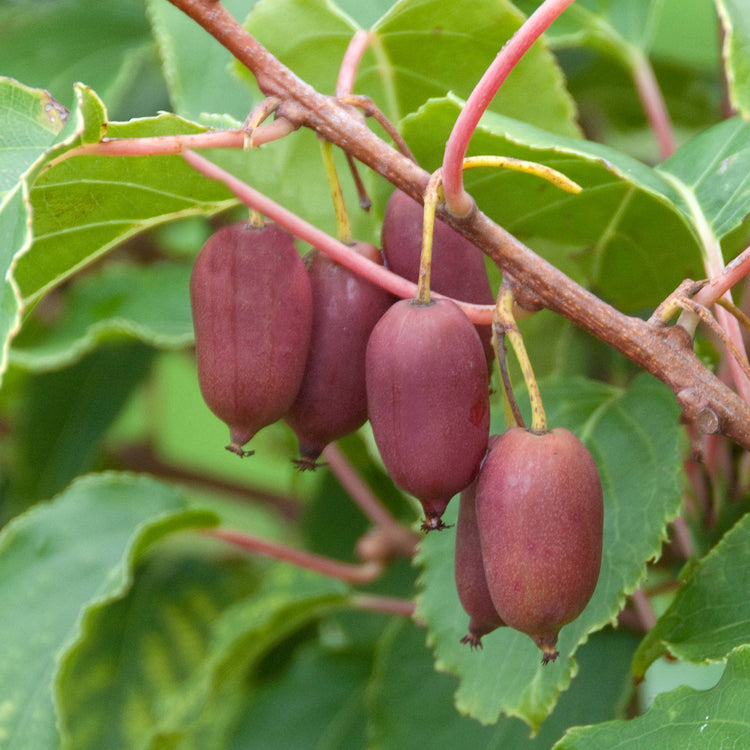 KiwiBerry® Red Jumbo