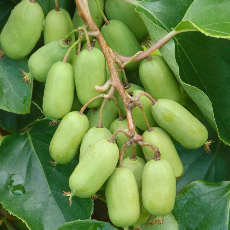 KiwiBerry® Super Jumbo