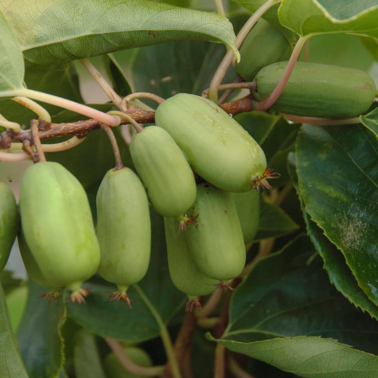 KiwiBerry® Super Jumbo
