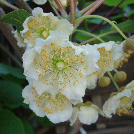 yellow fuzzy kiwi 'Yellow male' young plants