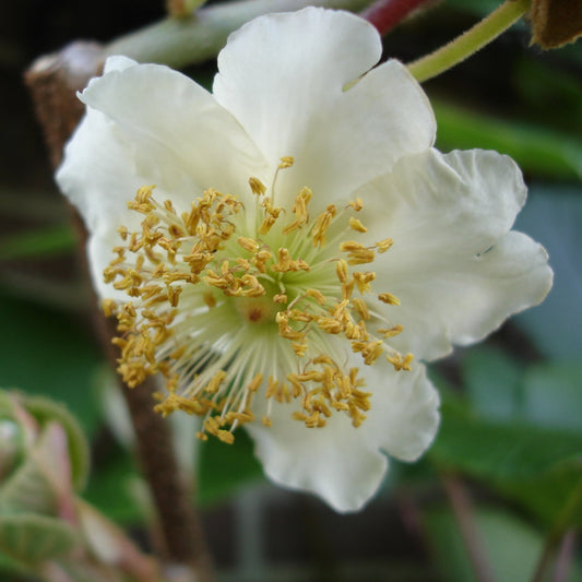 yellow fuzzy kiwi 'Yellow male' young plants