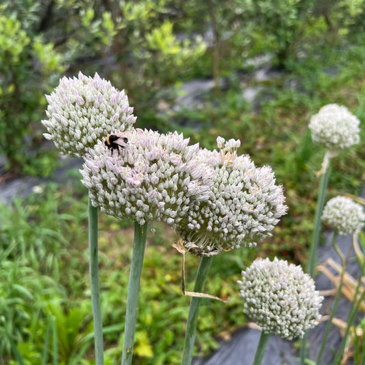 Allium ampeloprasum