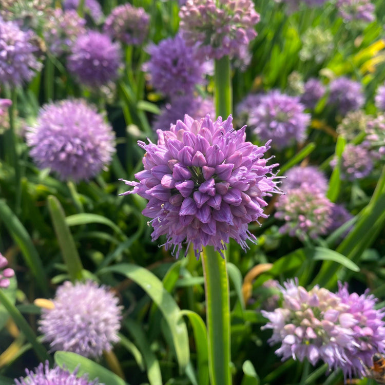 Aging chive - young plants