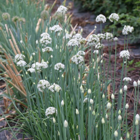 Garlic chives young plants