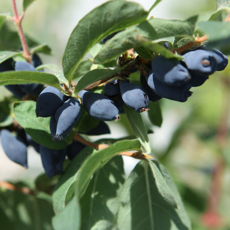 Blaue Heckenkirsche 'Altai'-Jungpflanzen