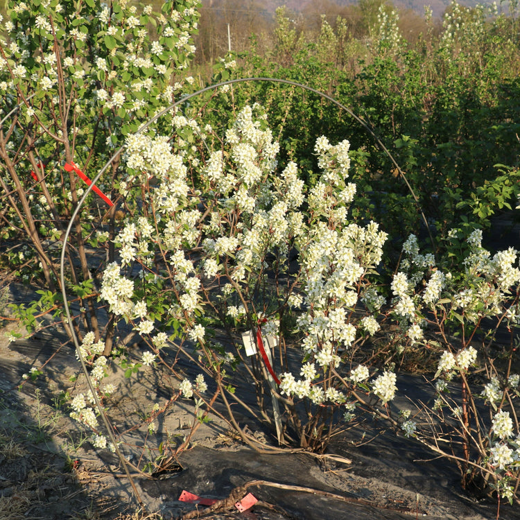 Saskatoon-Beere 'Saskadwarf®'-Jungpflanzen