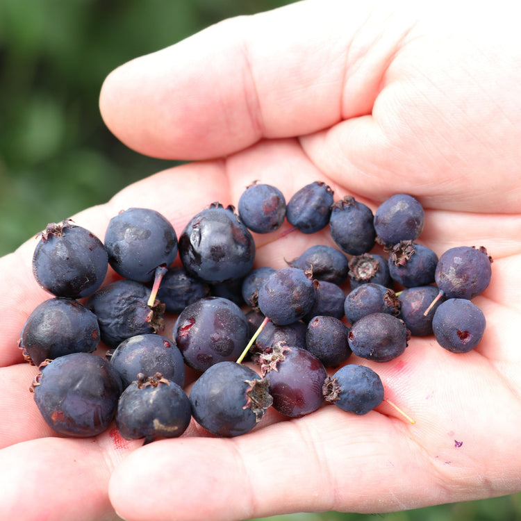 Saskatoon berry 'Saskadwarf®' young plants