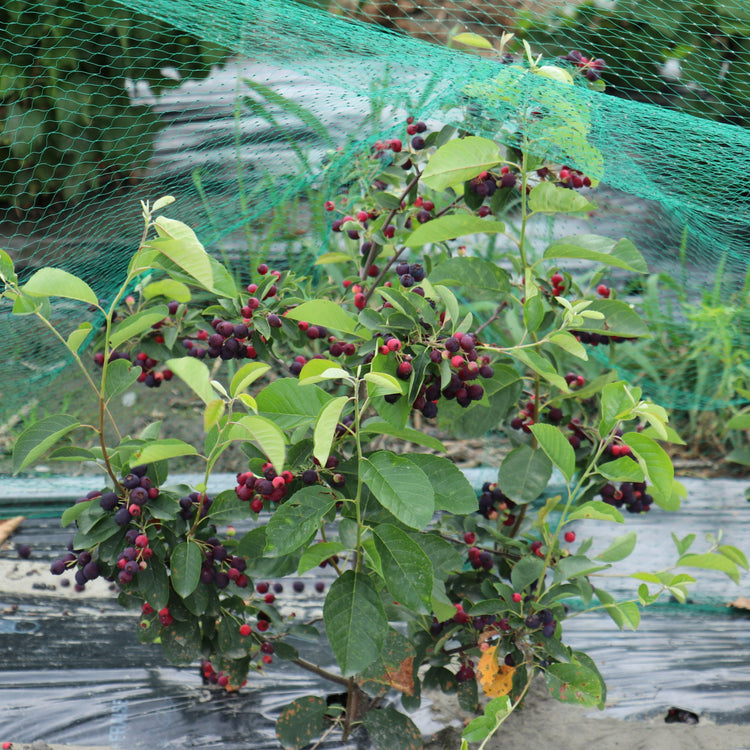 Saskatoon berry 'Saskadwarf®' young plants