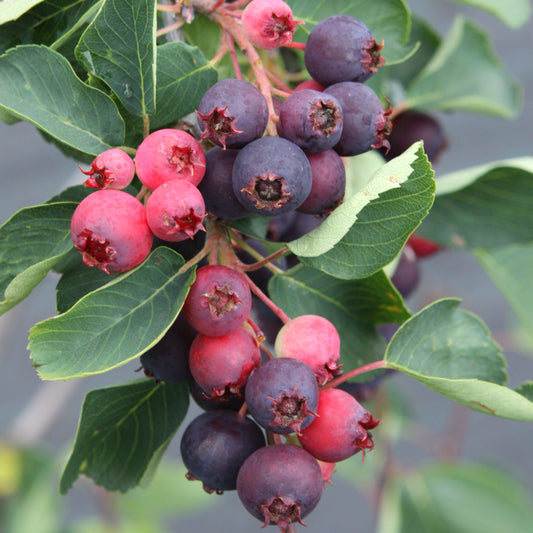 Saskatoon berry 'Martin' young plants