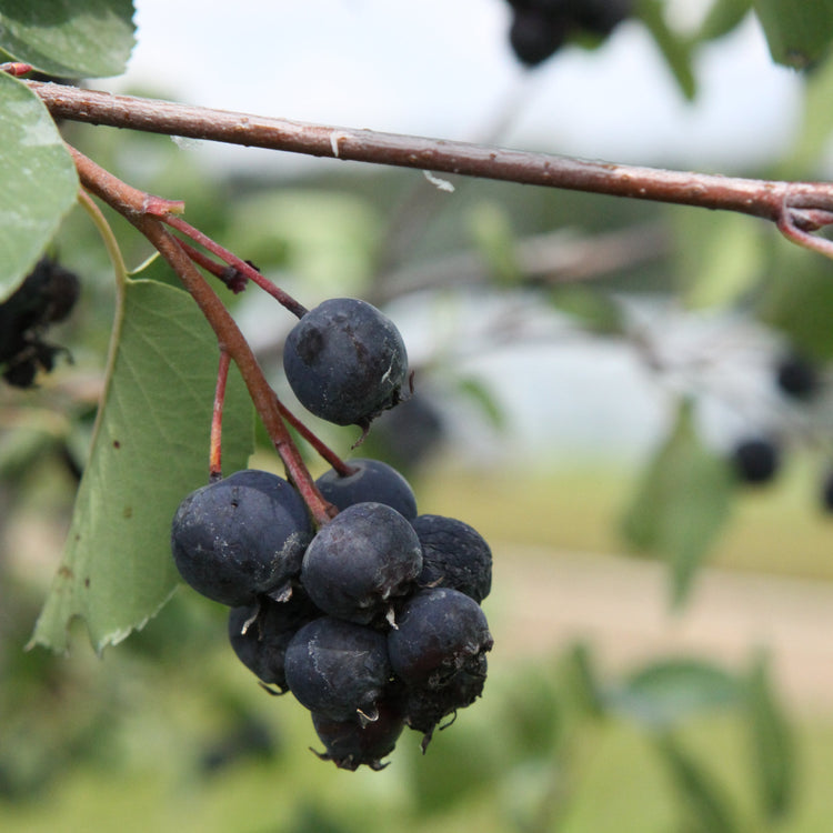 Saskatoon berry 'Saskablue®' young plants