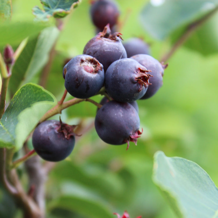 Saskatoon berry 'Saskablue®' young plants