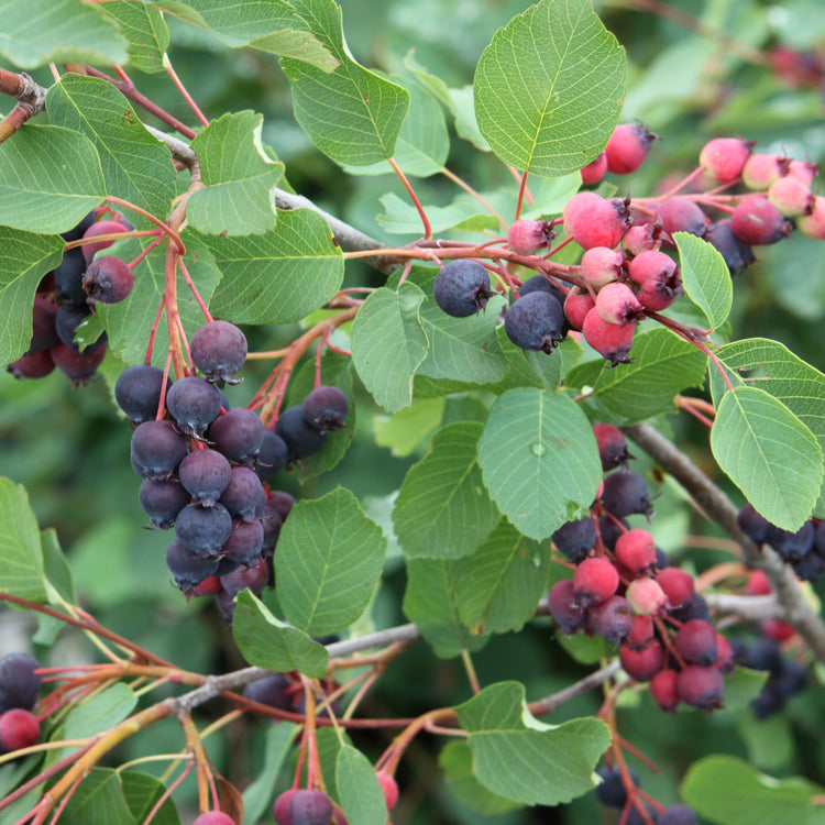 Saskatoon berry 'Saskalate®' young plants