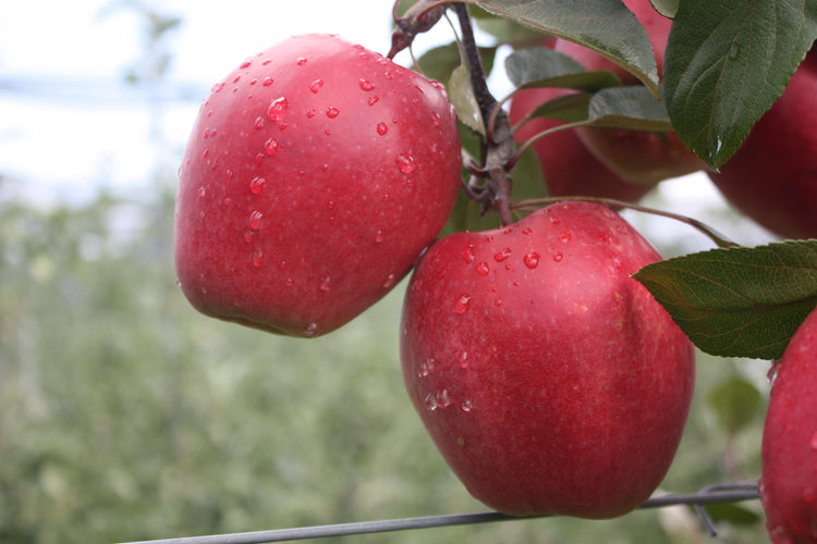 Apfelbaum Redlove® 'Odysso®'-Jungpflanzen