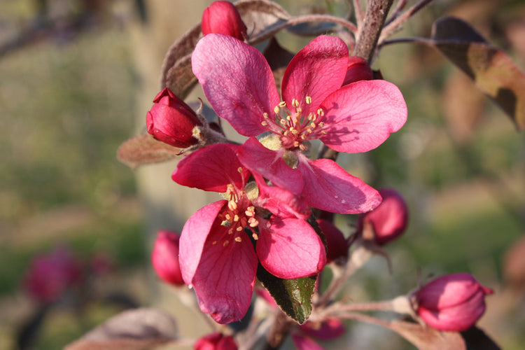 Apfelbaum Redlove® 'Odysso®'-Jungpflanzen