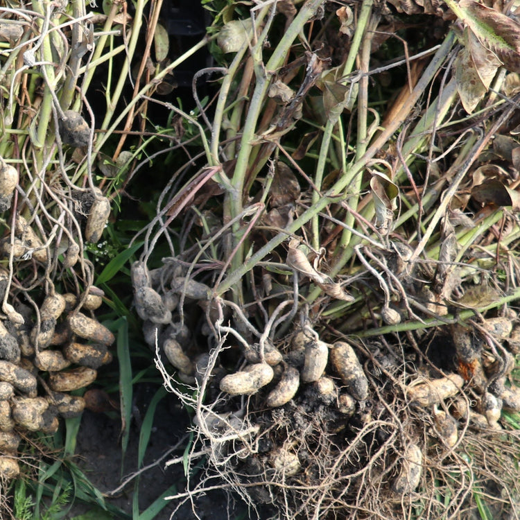 Erdnuss 'Justpink'®-Jungpflanzen