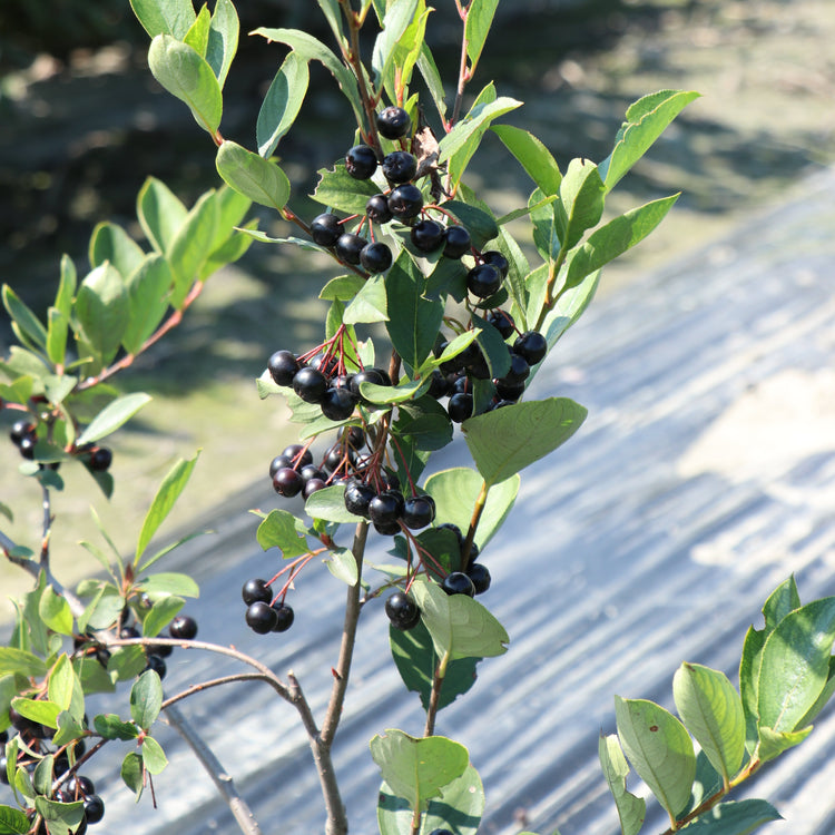 Chokeberry Lowberry® 'Little Helpers®' young plants