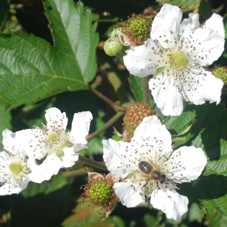 Blackberry 'Asterina' young plants