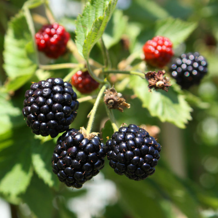 Blackberry 'Asterina' young plants