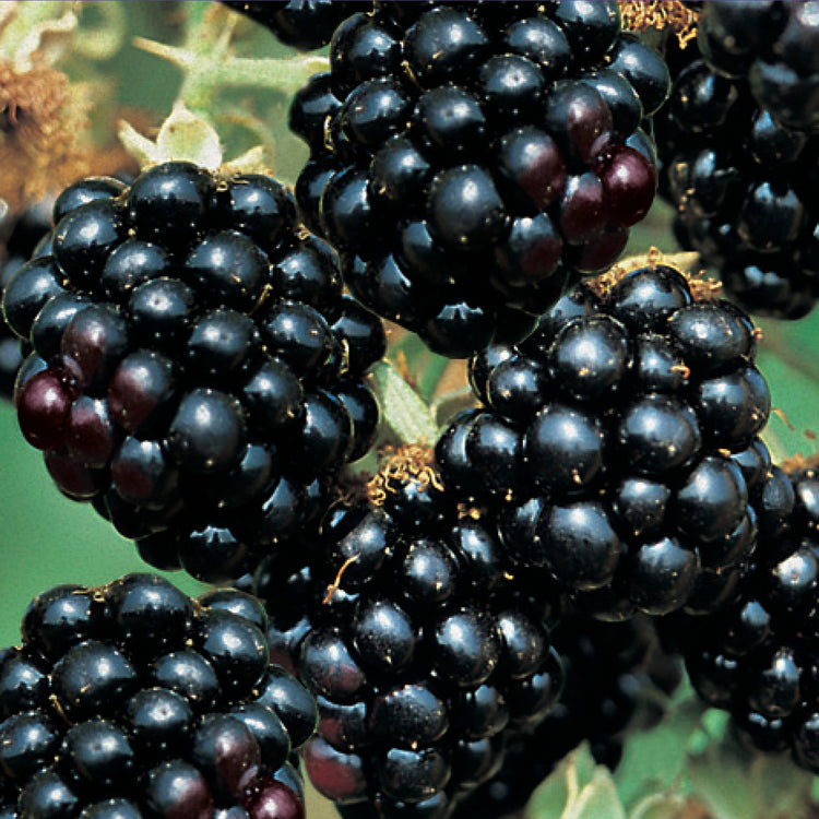 Brombeere 'Black Satin'-Jungpflanzen