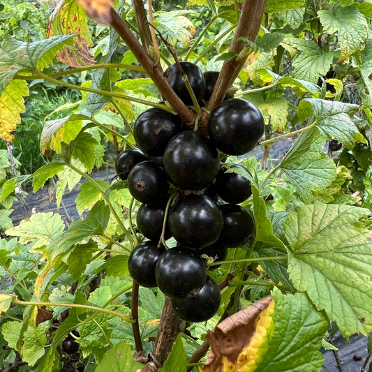 Black curant Cassissima® 'Black Giant®' (sJ 23-001)  - youngplants