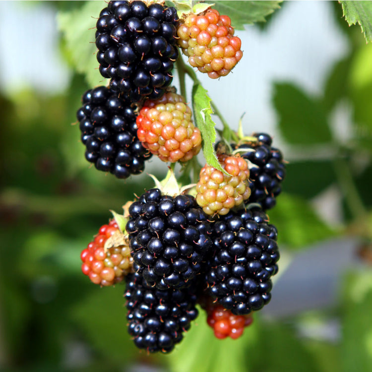 Brombeere 'Black Satin'-Jungpflanzen