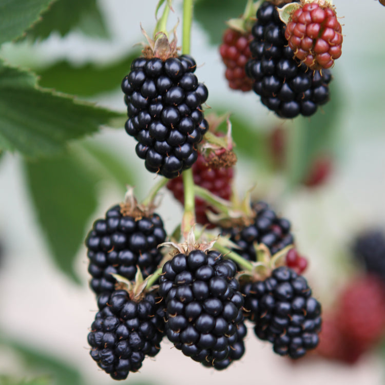 Brombeere 'Black Satin'-Jungpflanzen
