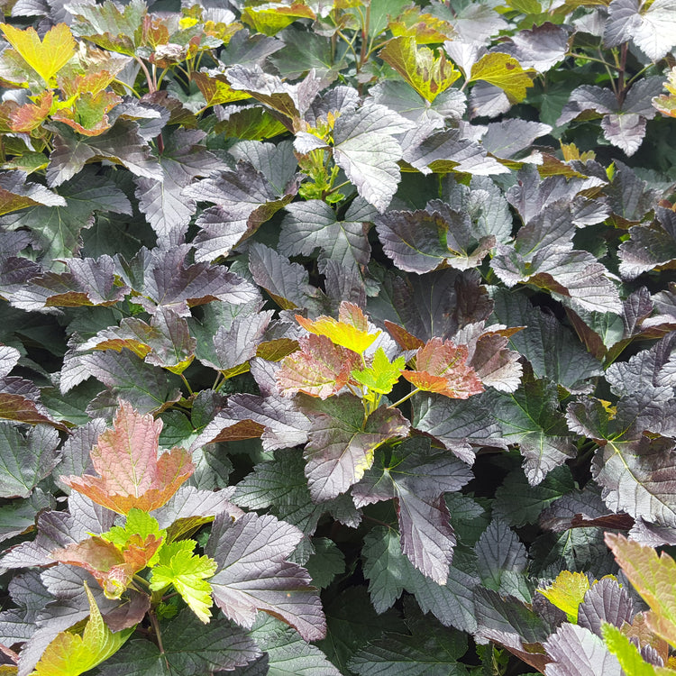 Red Leaved Blackcurrant Blackn'n'Red® 'Premiere'® young plants