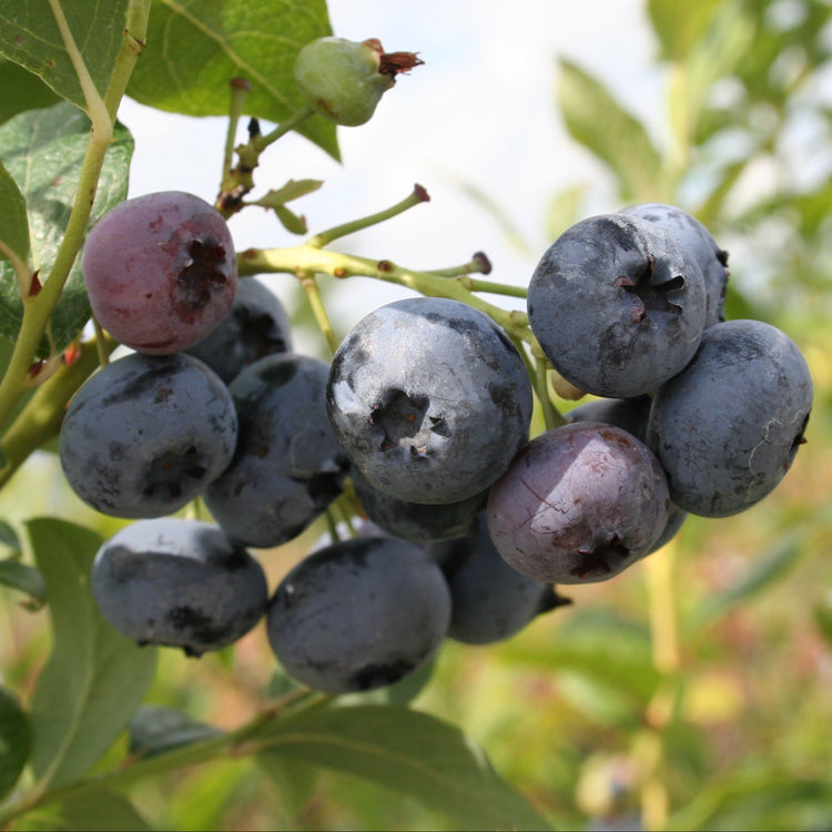 Blueberry 'Blue Dessert'® young plants