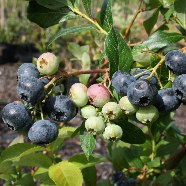 Blueberry 'Blue Dessert'® young plants