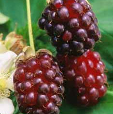 Blackberry hybrid 'Thornless Boysenberry' young plants