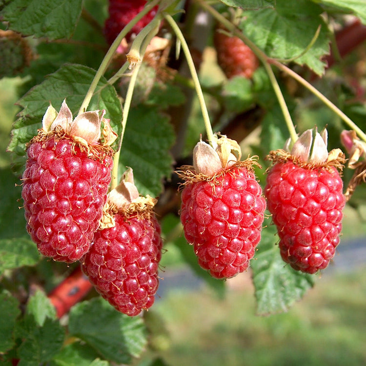 Blackberry hybrid 'Buckingham Tayberry' young plants