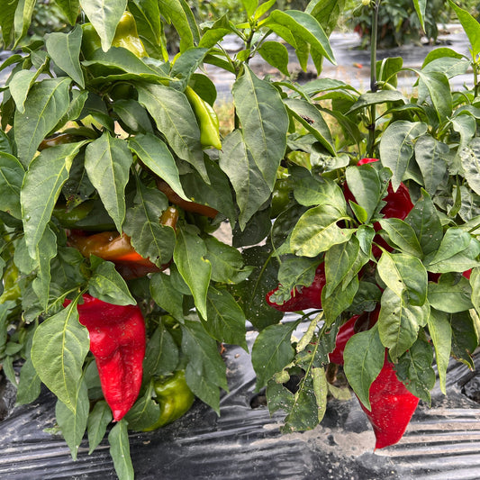 Freilandpaprika OpenSky® 'Speedy Gonzales®'-Jungpflanzen