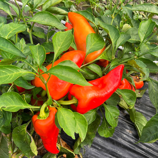 Freilandpaprika OpenSky® 'Speedy Gonzales®'-Jungpflanzen